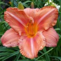 Hemerocallis „South Seas” fot. KG