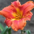 Hemerocallis "South Seas"