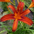 Hemerocallis „Sammy Russel” fot. KG