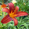 Hemerocallis „Sammy Russel” fot. KG