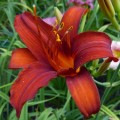 Hemerocallis „Sammy Russel” fot. KG