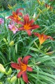 Hemerocallis „Sammy Russel” fot. KG