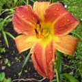 Hemerocallis "Tomasz" fot. KG