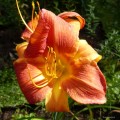 Hemerocallis "Tomasz" fot. KG