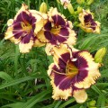 Hemerocallis "Tiger Blood" fot. KG