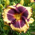 Hemerocallis "Tiger Blood" fot. KG
