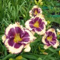Hemerocallis "Tiger Blood" fot. KG