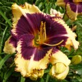 Hemerocallis "Tiger Blood" fot. KG