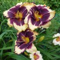 Hemerocallis "Tiger Blood" fot. KG