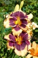 Hemerocallis "Tiger Blood" fot. KG