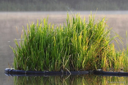 Manna mielec (Glyceria maxima) na sztucznej pływającej wyspie.