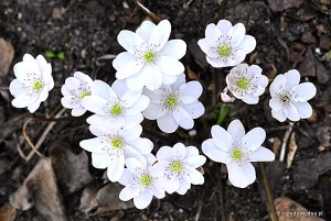 Hepatica nobilis „Alba” - przylaszczka pospolita biała