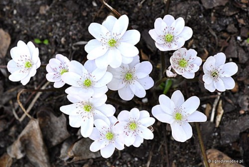 Hepatica nobilis „Alba”