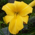 Hemerocallis "Halina" fot. KG