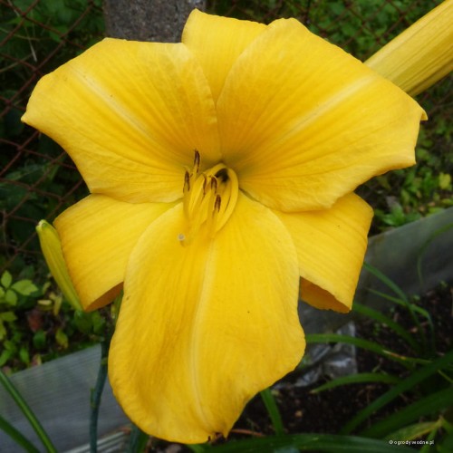 Hemerocallis "Halina" fot. KG