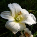Hemerocallis „Gentle Shepherd” fot. KG