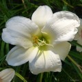 Hemerocallis „Gentle Shepherd” fot. KG