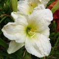 Hemerocallis „Gentle Shepherd” fot. KG