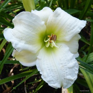 Hemerocallis „Gentle Shepherd” - liliowiec