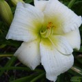 Hemerocallis „Gentle Shepherd” fot. KG