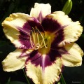 Hemerocallis „Jamaican Me Crazy” fot. KG