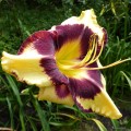 Hemerocallis „Jamaican Me Crazy” fot. KG