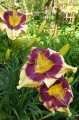 Hemerocallis „Jamaican Me Crazy” fot. KG