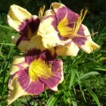Hemerocallis „Jamaican Me Crazy” fot. KG