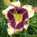 Hemerocallis „Jamaican Me Crazy” fot. KG