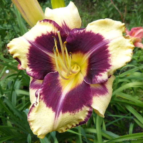 Hemerocallis „Jamaican Me Crazy” fot. KG