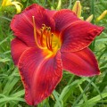 Hemerocallis „Jan Paweł II” fot. KG