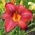 Hemerocallis „Jan Paweł II” fot. KG