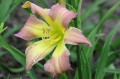 Hemerocallis „Dancing Summerbird”