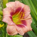 Hemerocallis „Just My Size” fot. KG