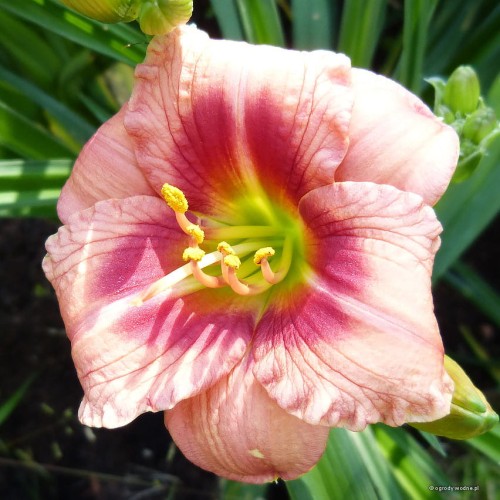 Hemerocallis „Just My Size” fot. KG