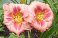 Hemerocallis „Just My Size” fot. KG