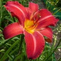Hemerocallis „Kardynał Wyszyński” fot. KG
