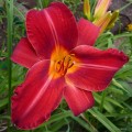 Hemerocallis „Kardynał Wyszyński” fot. KG