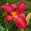 Hemerocallis „Kardynał Wyszyński” fot. KG