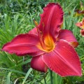 Hemerocallis „Kardynał Wyszyński” fot. KG
