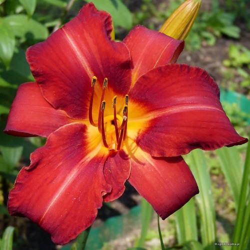 Hemerocallis „Kardynał Wyszyński” fot. KG