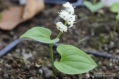 Maianthemum dilatatum