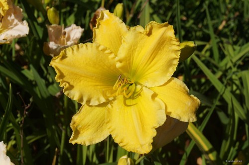 Hemerocallis "Molokai"