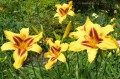 Hemerocallis "Bonanza" fot. KG
