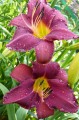 Hemerocallis „Westerplatte” fot. KG