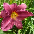 Hemerocallis „Westerplatte” fot. KG