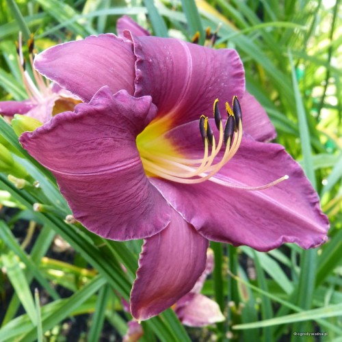 Hemerocallis „Westerplatte” fot. KGg