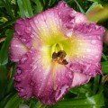 Hemerocallis "Moroccan Sunrise" fot. KG