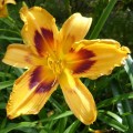Hemerocallis „Radiant Greetings” fot. KG