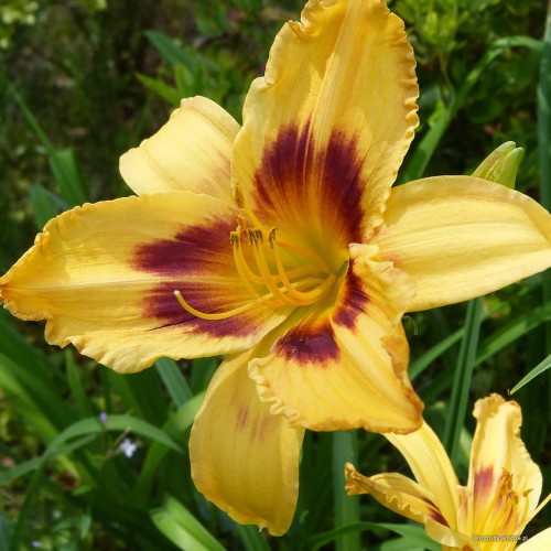 Hemerocallis „Radiant Greetings” fot. KG